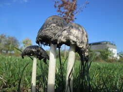 Coprinopsis atramentaria (Bull.) Redhead, Vilgalys & Moncalvo 2001 resmi