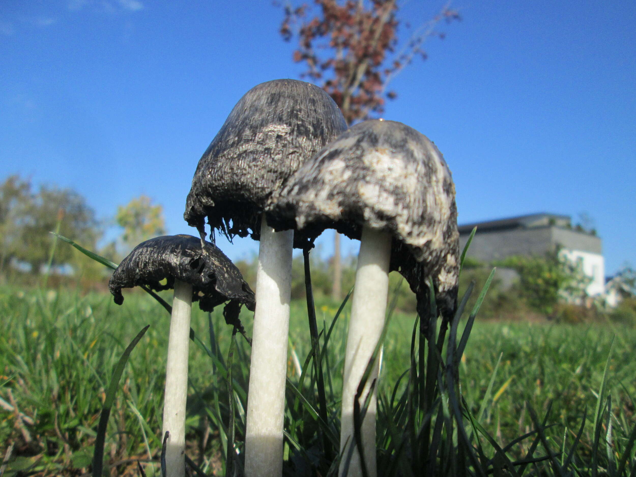 Coprinopsis atramentaria (Bull.) Redhead, Vilgalys & Moncalvo 2001 resmi