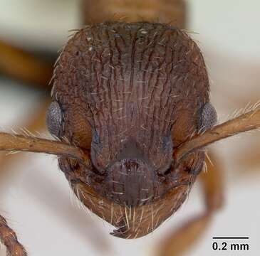 Image of Myrmica rugulosa Nylander 1849