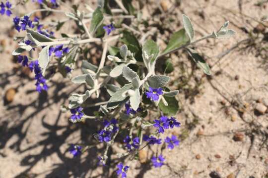 Imagem de Dampiera altissima F. Müll. ex Benth.