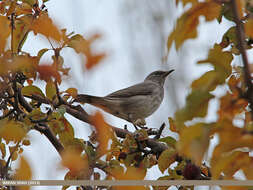 Image of Black-throated Thrush