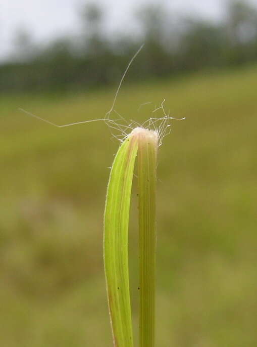 Image of Brown's lovegrass