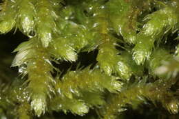 Image of common striated feather-moss