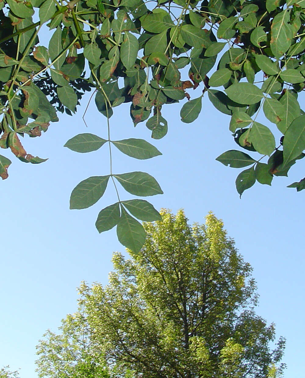 Слика од Fraxinus latifolia Benth.