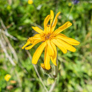 Image of mountain arnica