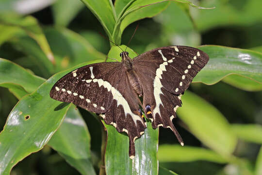 Слика од Papilio mangoura Hewitson 1875