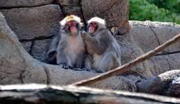 Image of Japanese Macaque