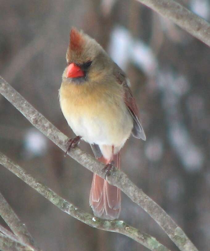 Image of Cardinalis Bonaparte 1838