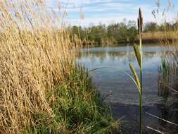 Image of Greater Pond-Sedge