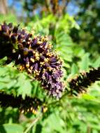 Image of desert false indigo