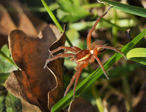 Image of wolf spiders