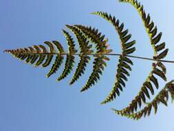 Image of scented oakfern