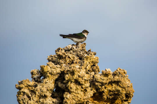 Image of Violet-green Swallow