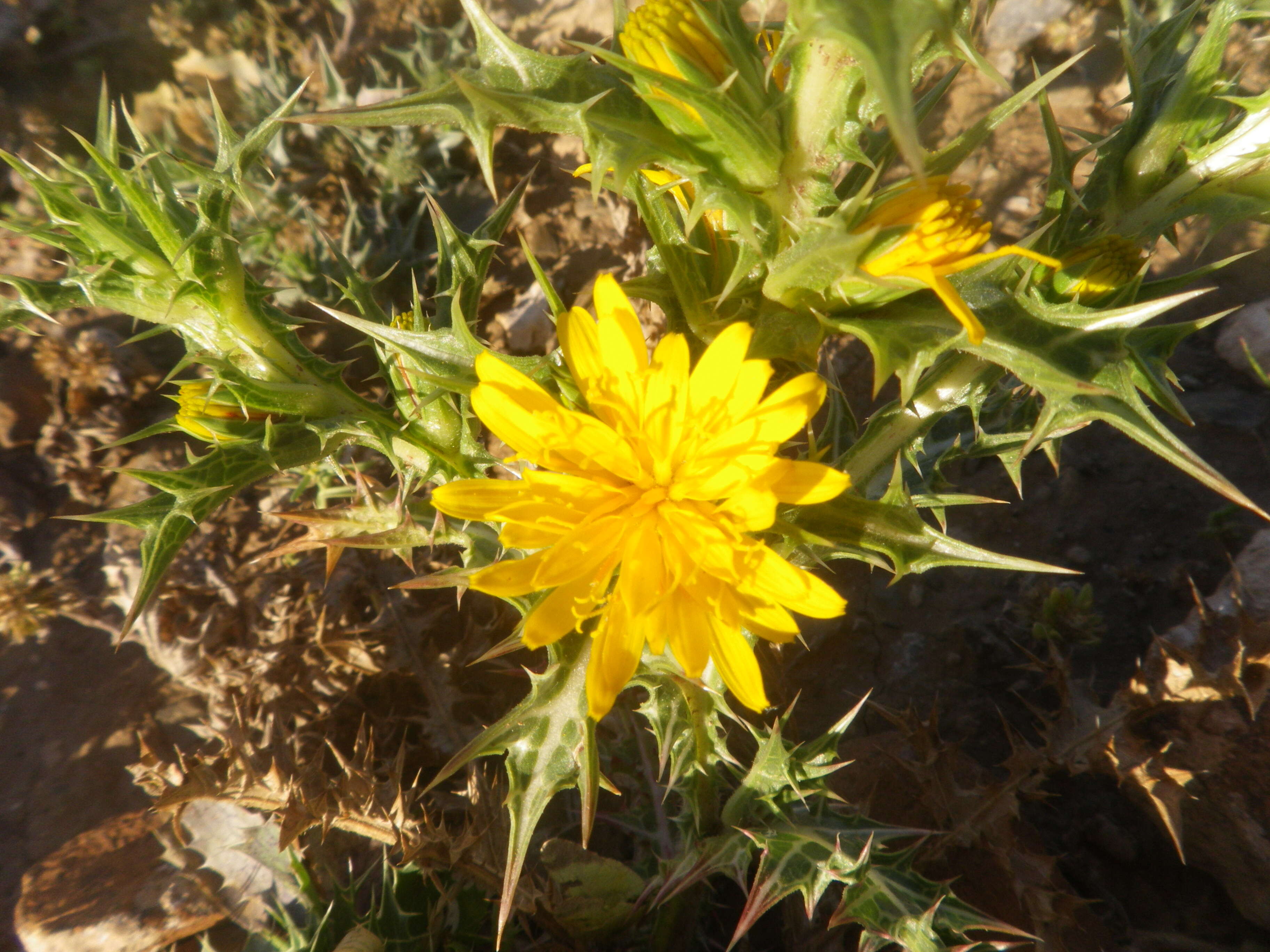 Image of Spanish oyster thistle