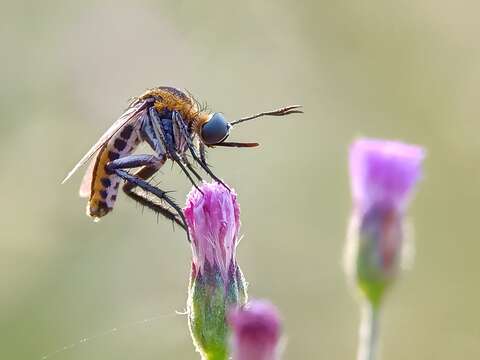 Image of Toxophora amphitea Walker 1849