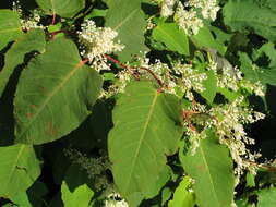 Plancia ëd Reynoutria sachalinensis (Friedrich Schmidt Petrop.) Nakai