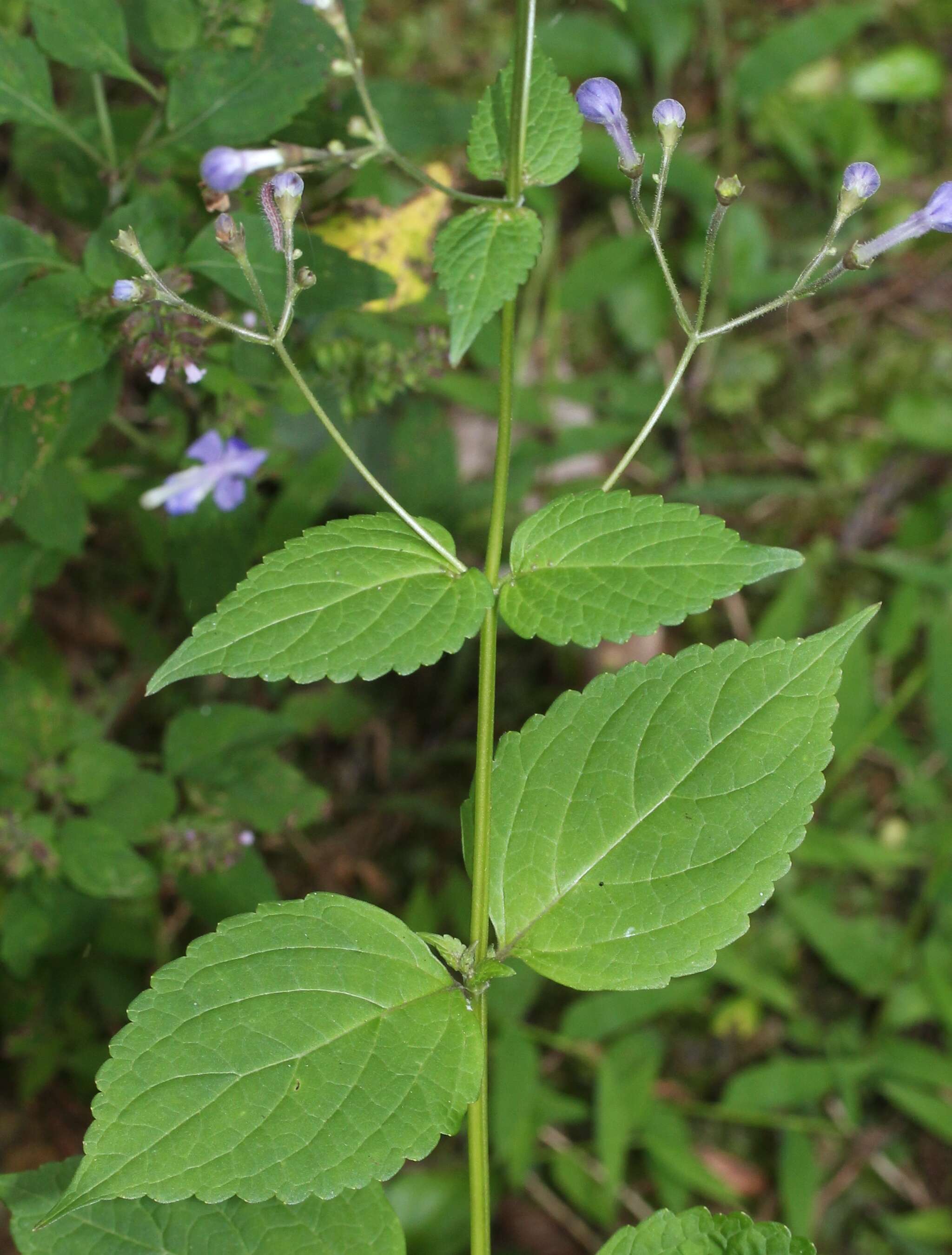 Imagem de Tripora divaricata (Maxim.) P. D. Cantino