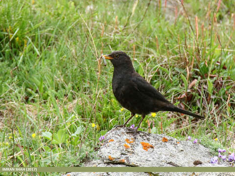 Image of Tibetan Blackbird