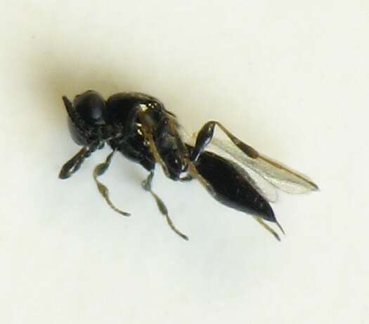 Image of Platygaster