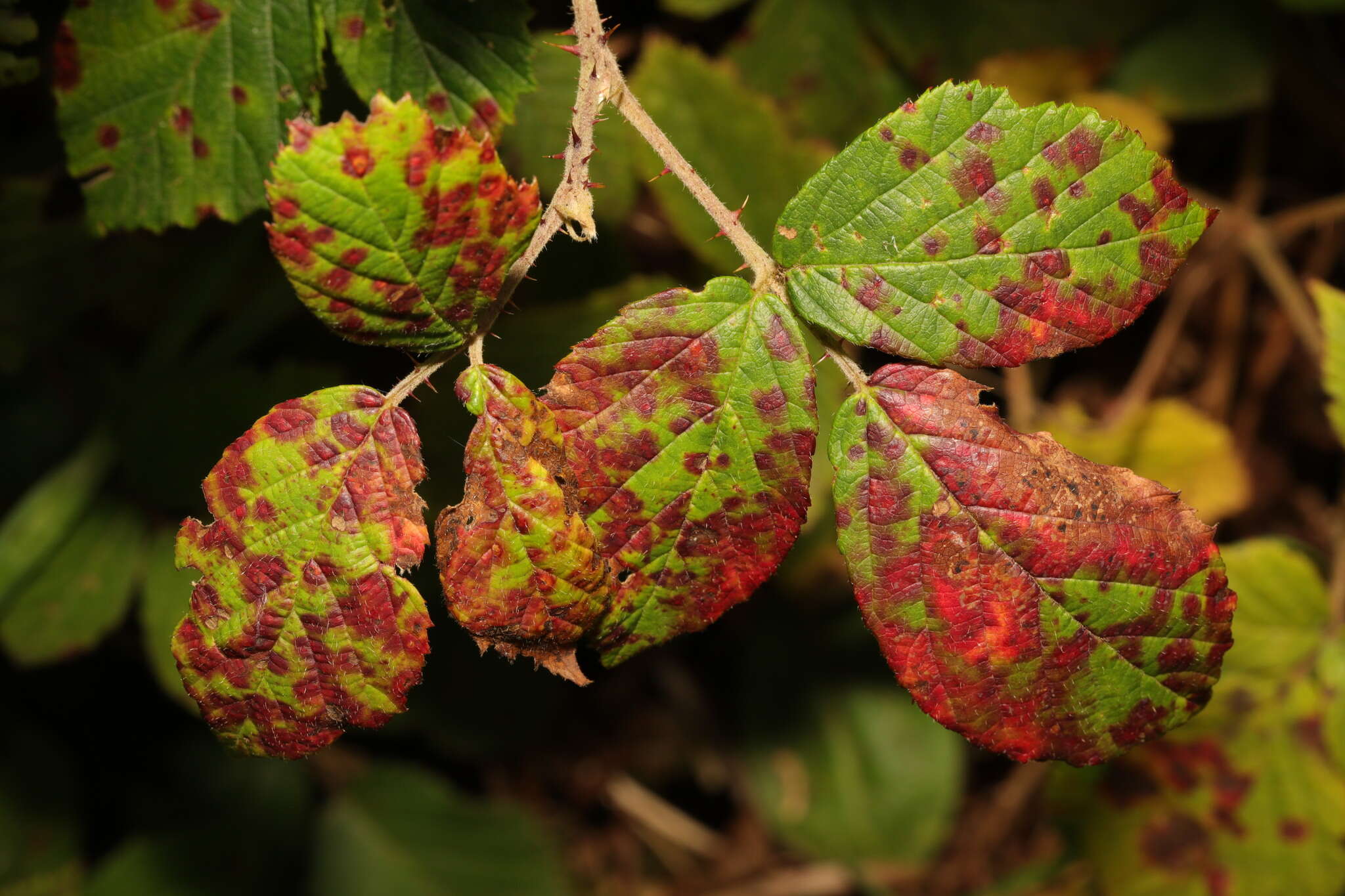 Image of Phragmidium violaceum (Schultz) G. Winter 1880