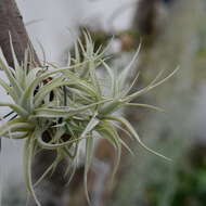 Tillandsia albida Mez & Purpus resmi