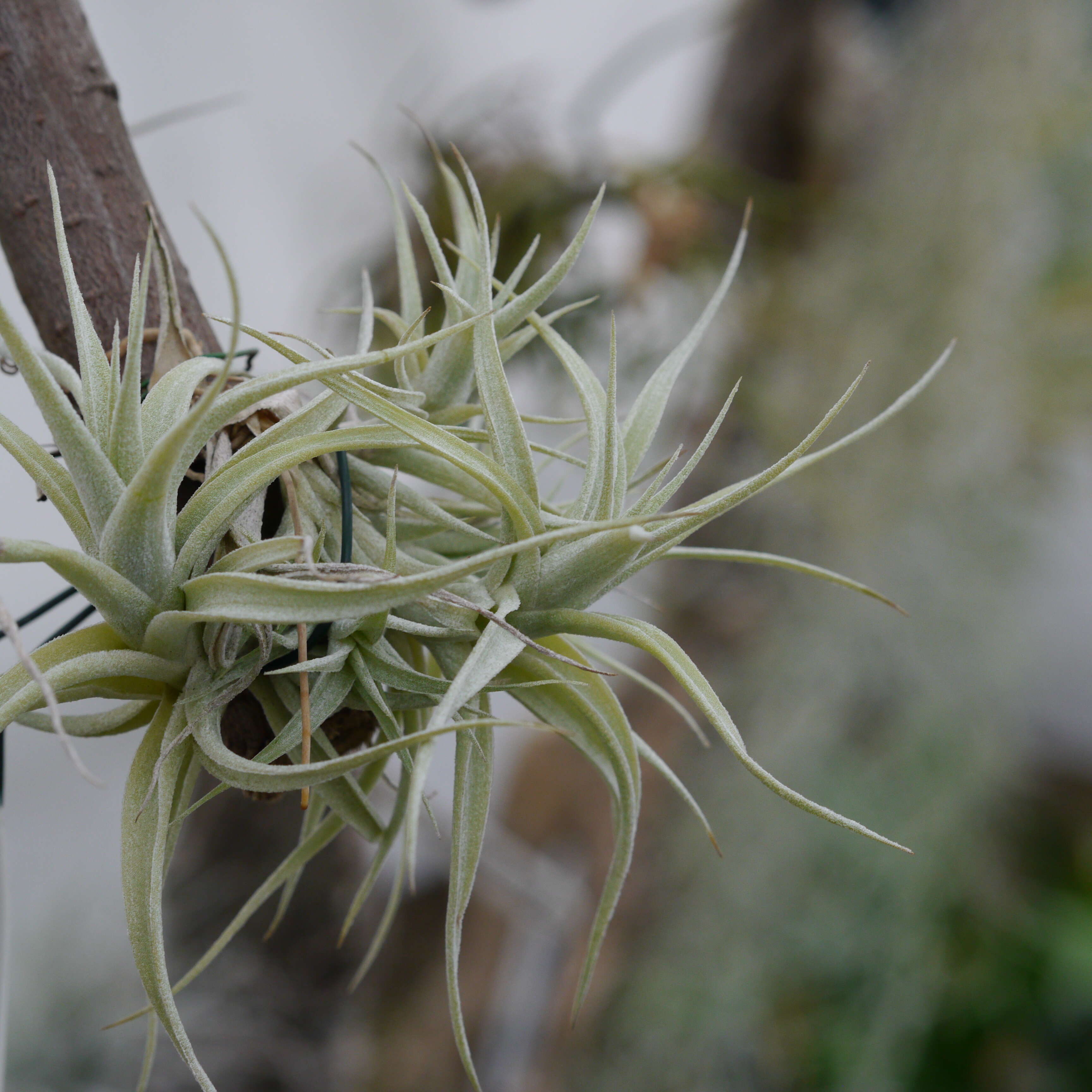 Imagem de Tillandsia albida Mez & Purpus