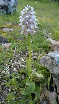 Image of Milky orchid