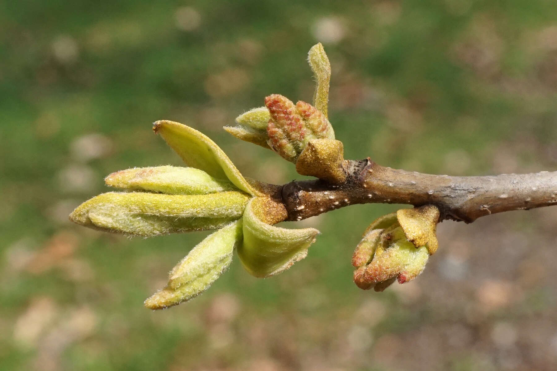 Image of bitternut hickory