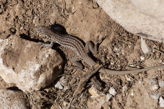 Image of Chihuahuan spotted whiptail