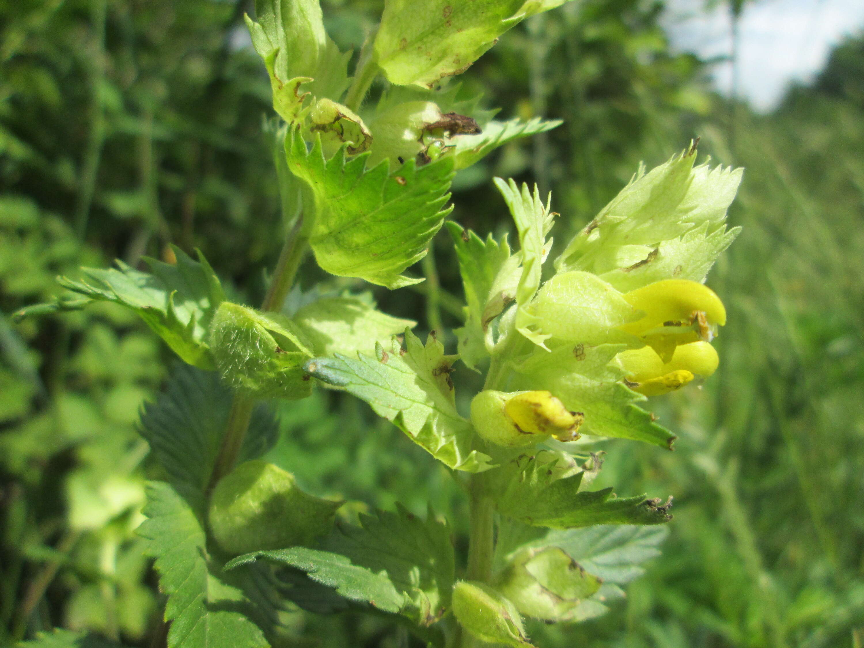 Image of European yellow rattle