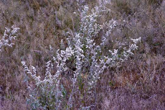 Image of saltbush