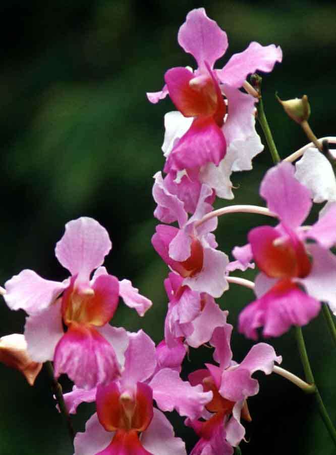 Image of Vanda teres × Vanda hookeriana