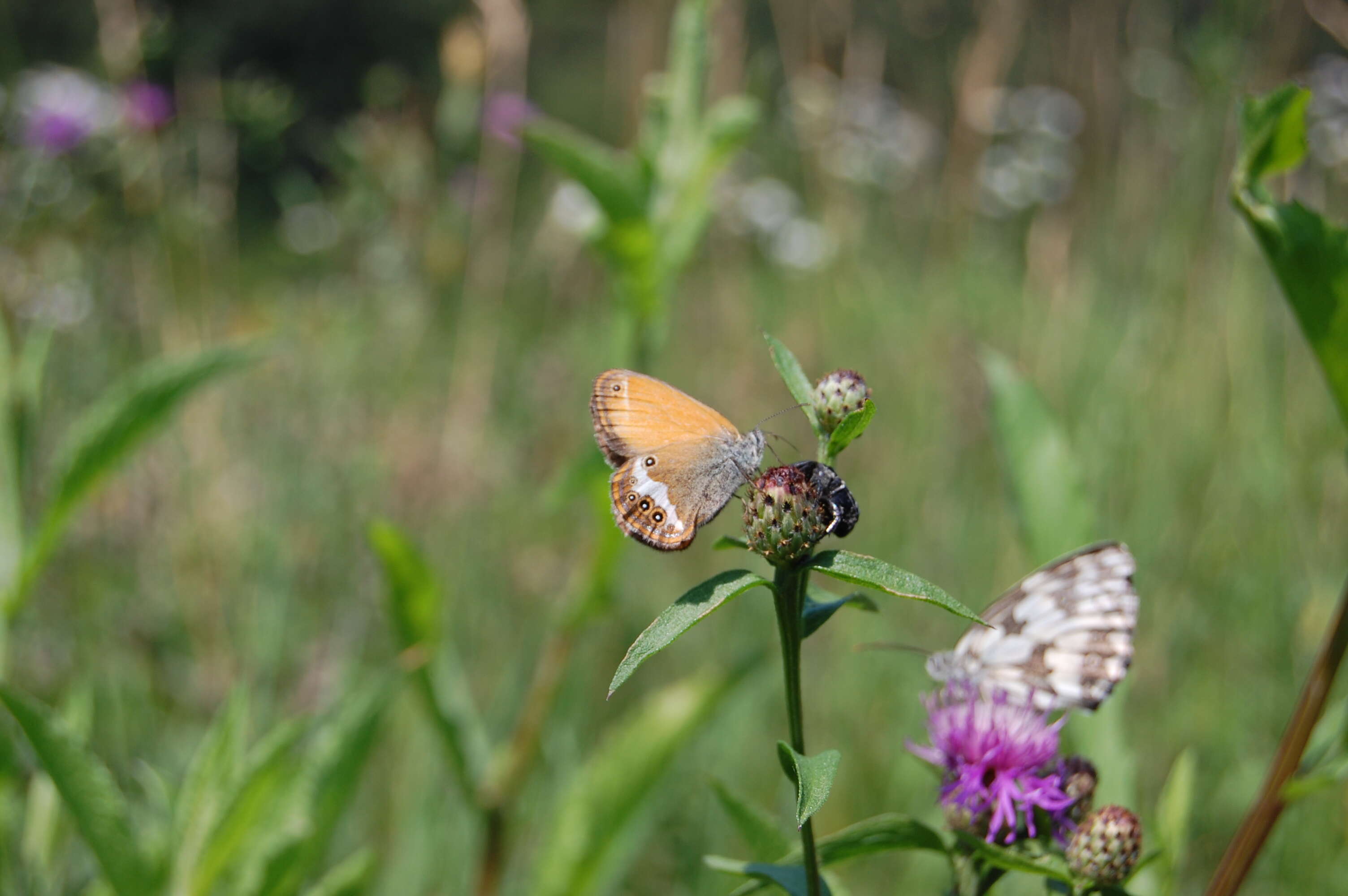 Coenonympha arcania Linnaeus 1761的圖片