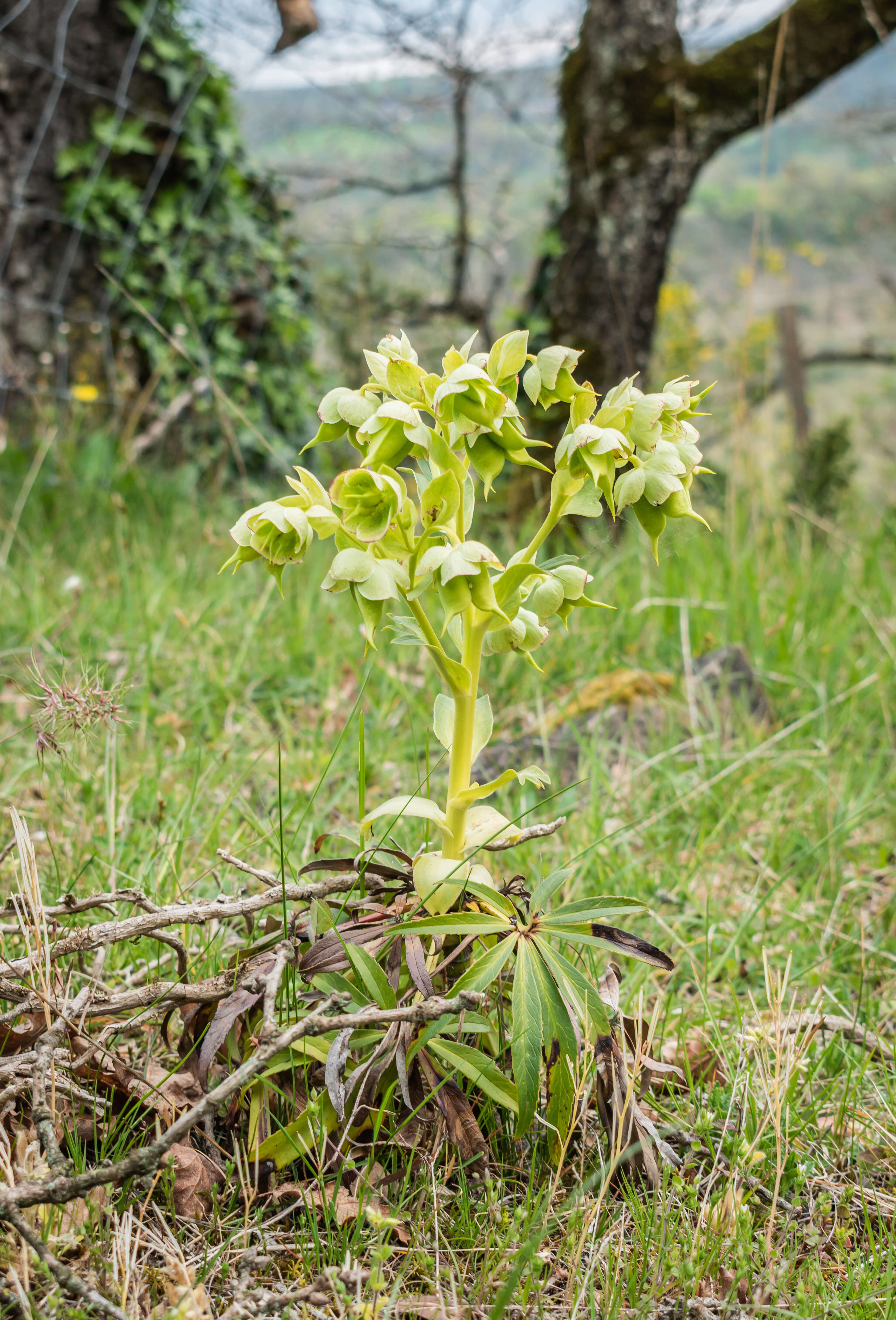 Image of Stinking Hellebore