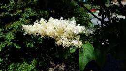 Image of Japanese Tree Lilac