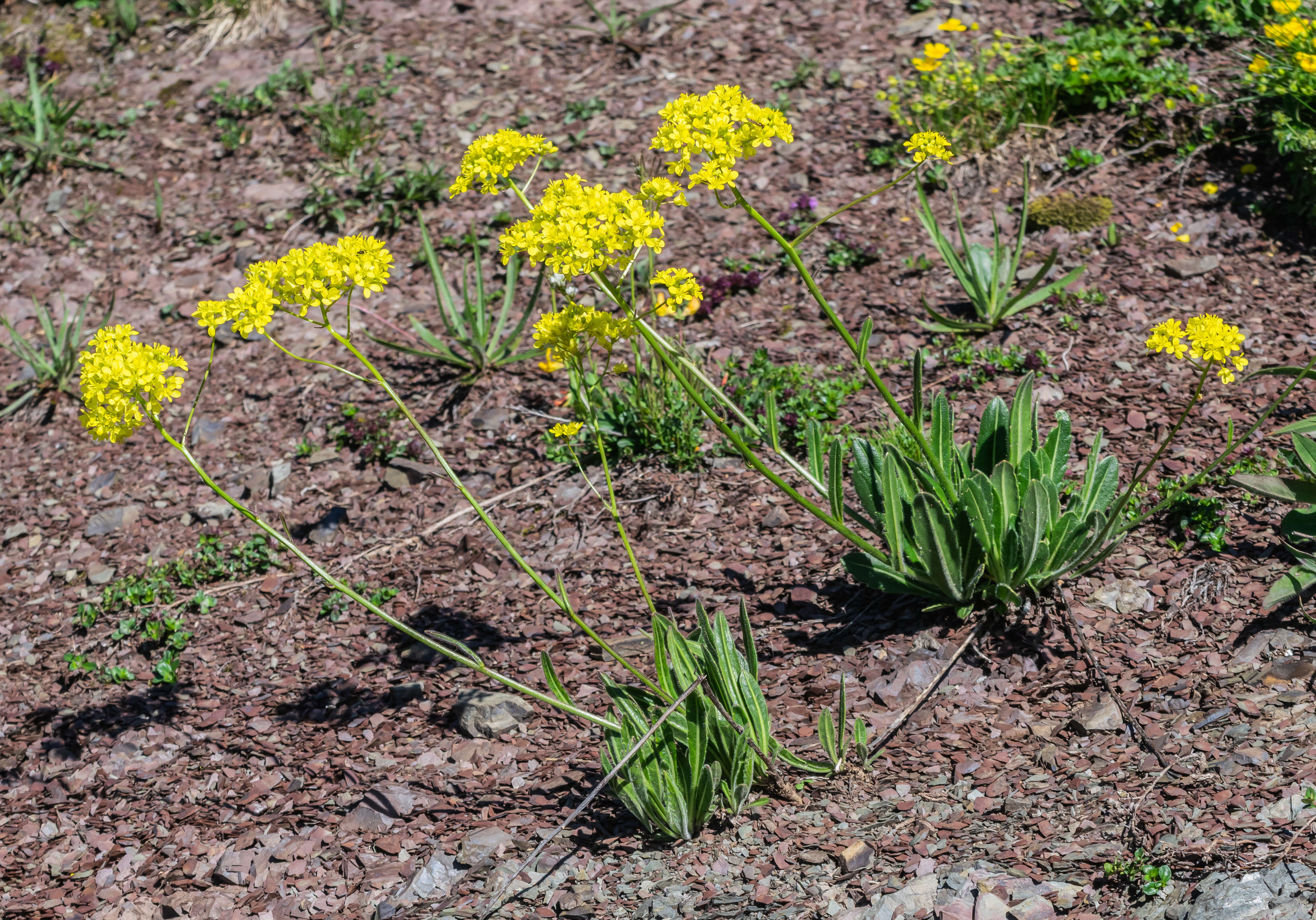 Image of Buckler Mustard