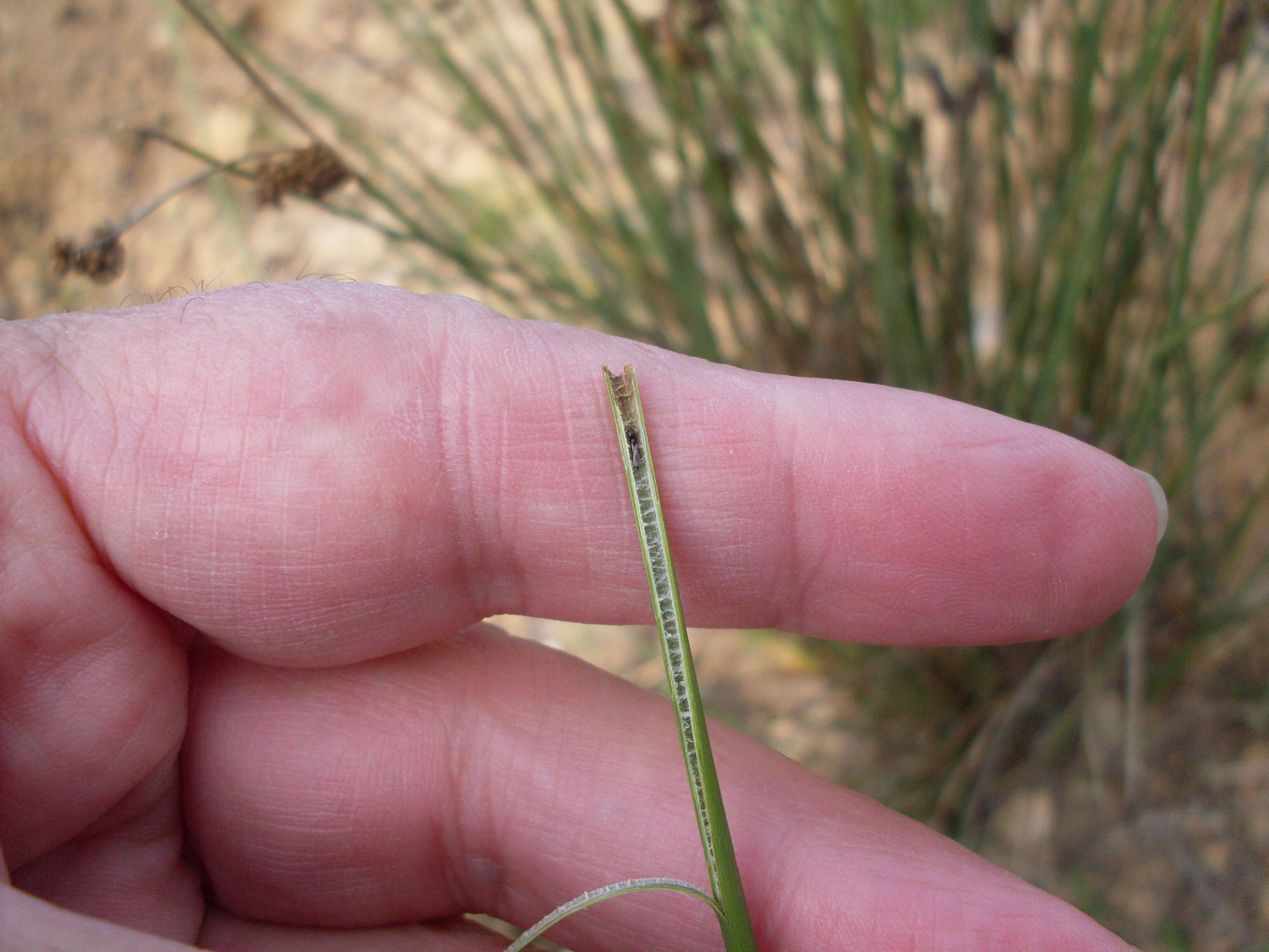 Image of Juncus australis J. D. Hook.