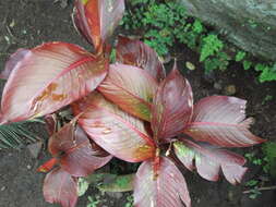 Image de Heliconia indica Lam.