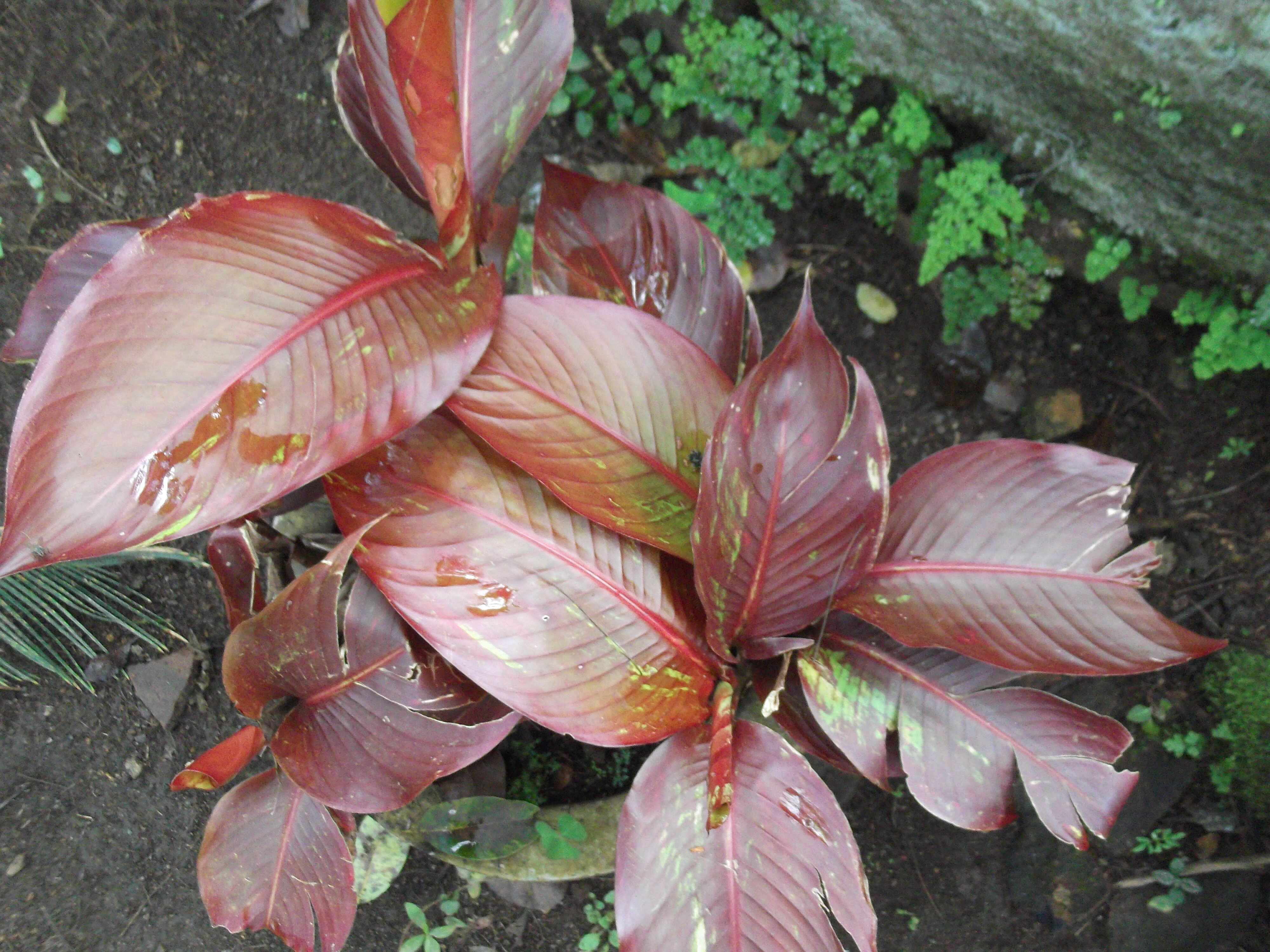 Image de Heliconia indica Lam.