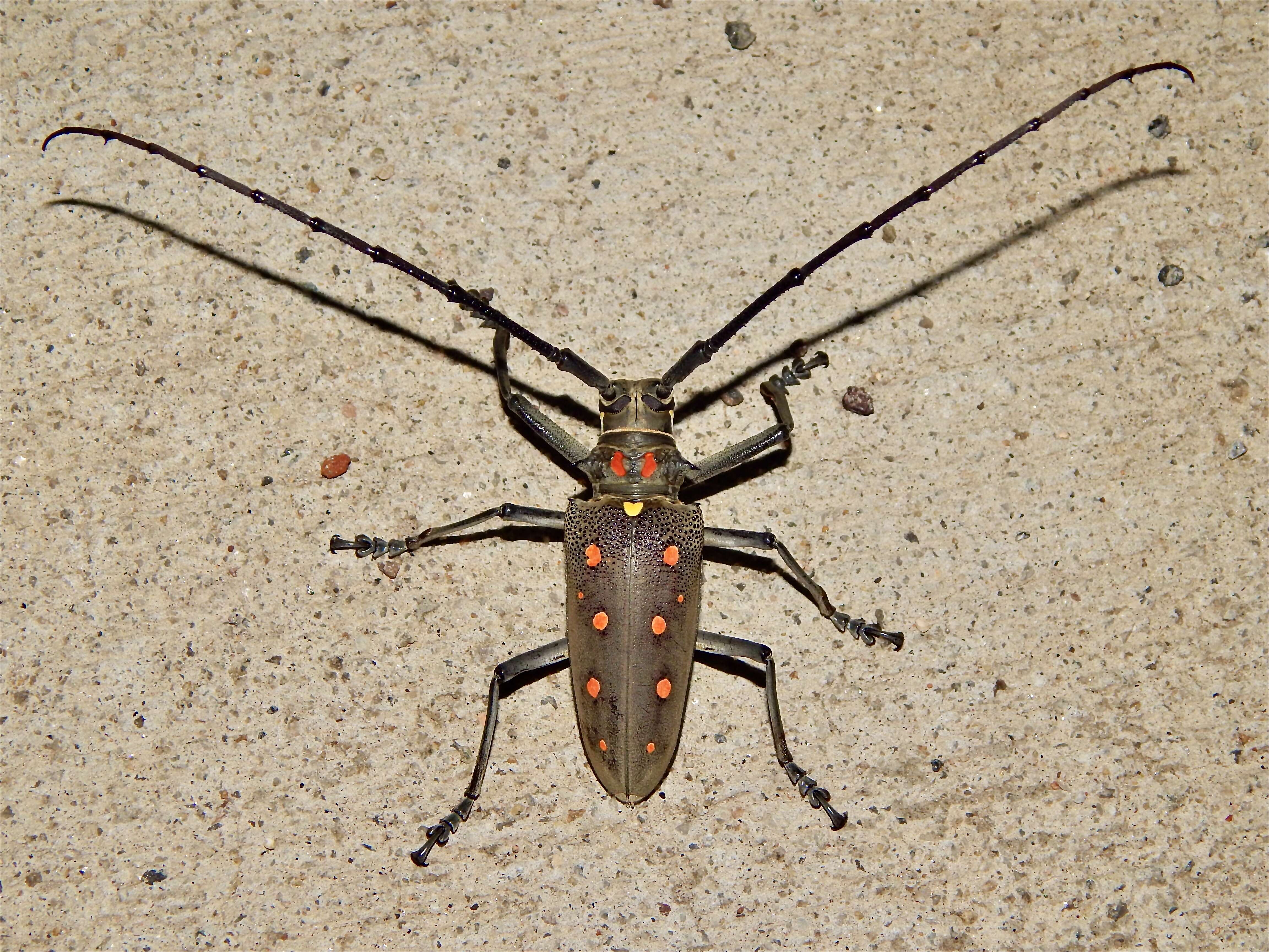 Image of Batocera rubus (Linné 1758)