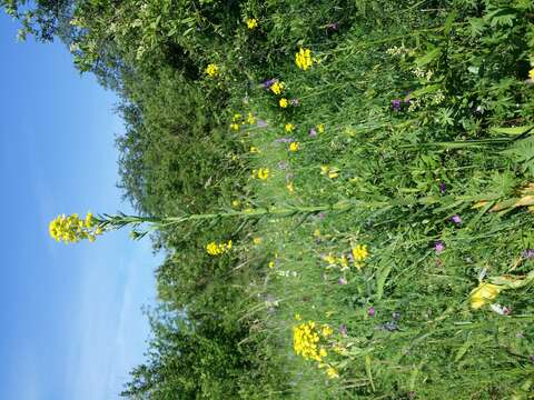 Image de Erysimum odoratum Ehrh.