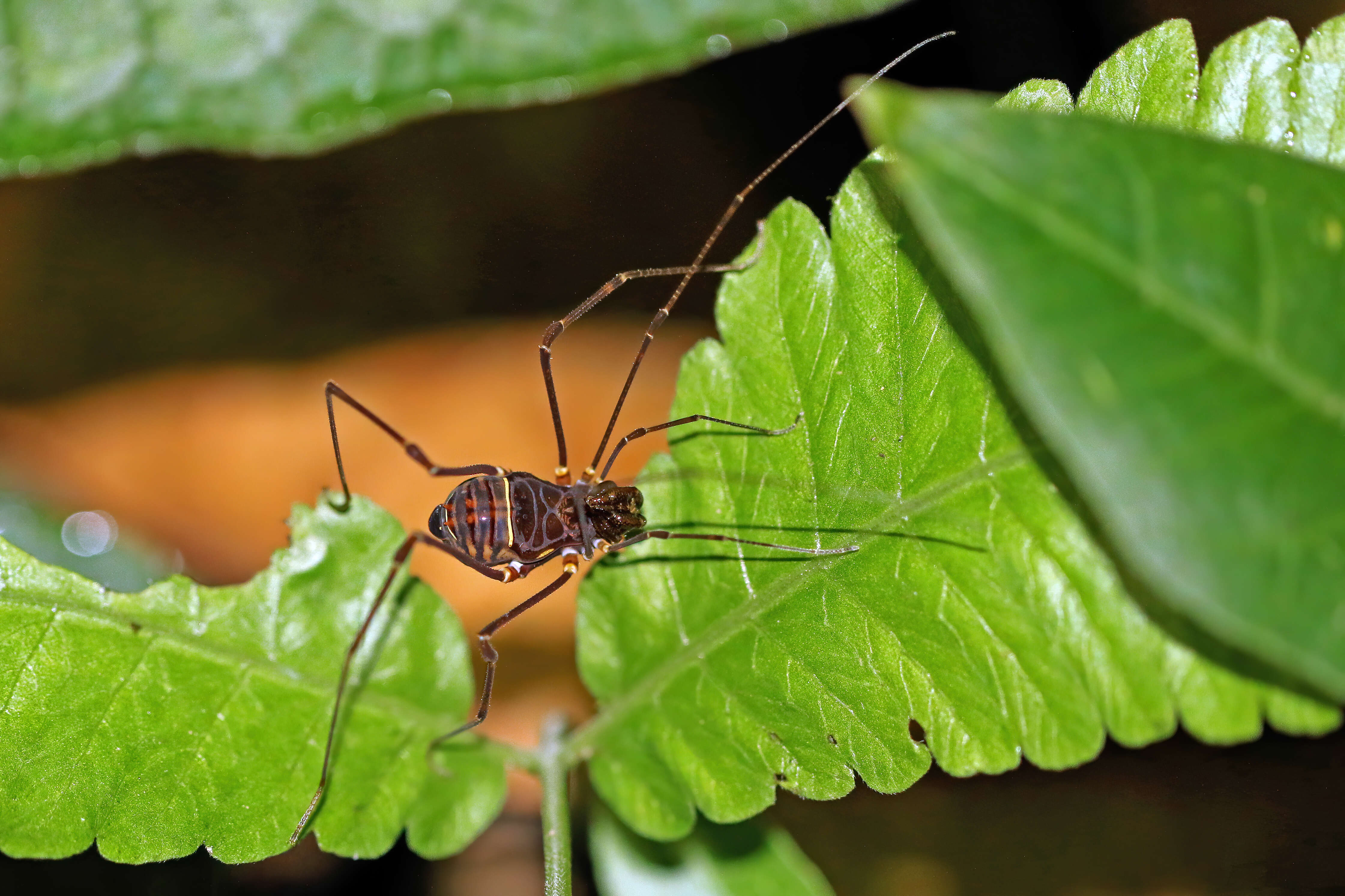 Image de Cranaidae