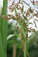 Image of Johnson grass