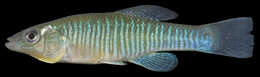 Image of Banded Killifish