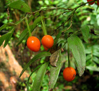 Image of Luzuriaga radicans Ruiz & Pav.