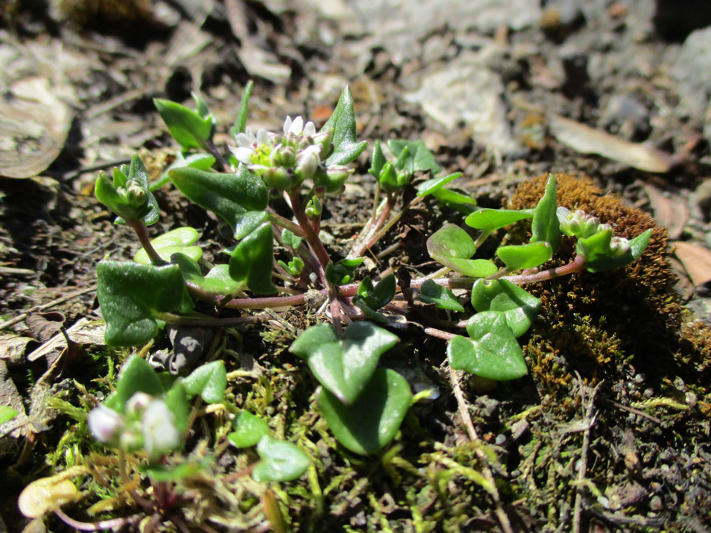 Imagem de Cochlearia danica L.