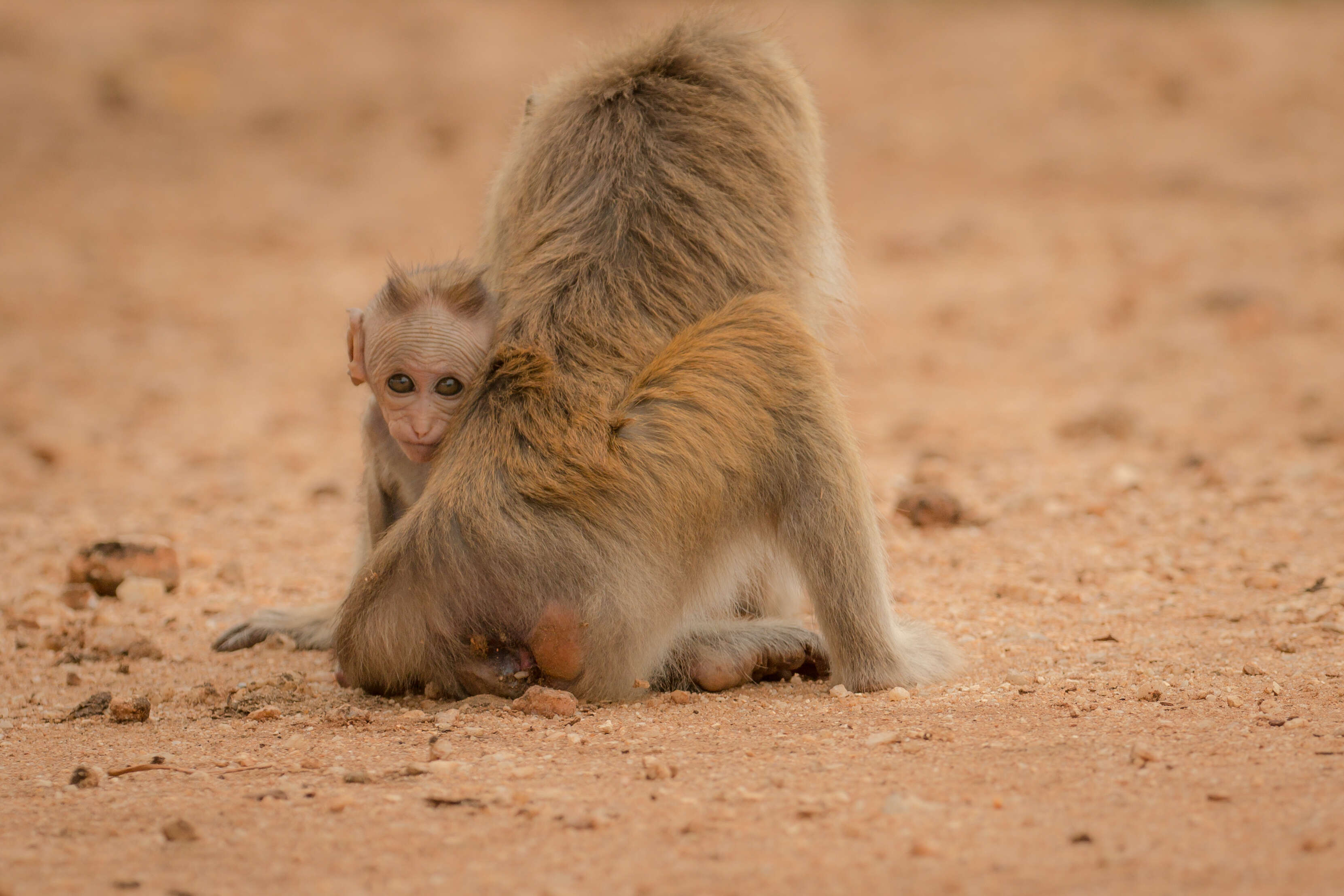 Imagem de Macaca sinica (Linnaeus 1771)