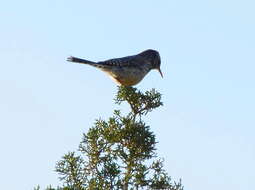 Image of Cactus Wren