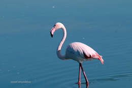 Imagem de Phoenicopterus roseus Pallas 1811