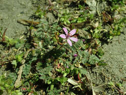 Image of Common Stork's-bill